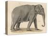 An Indian Elephant-null-Stretched Canvas