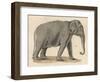 An Indian Elephant-null-Framed Photographic Print