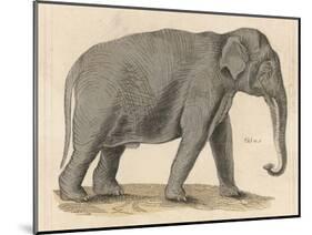 An Indian Elephant-null-Mounted Photographic Print