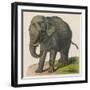 An Indian Elephant-null-Framed Art Print