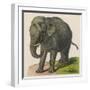 An Indian Elephant-null-Framed Art Print