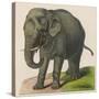 An Indian Elephant-null-Stretched Canvas