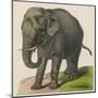 An Indian Elephant-null-Mounted Art Print