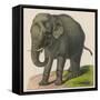 An Indian Elephant-null-Framed Stretched Canvas