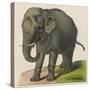 An Indian Elephant-null-Stretched Canvas