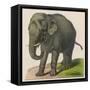 An Indian Elephant-null-Framed Stretched Canvas