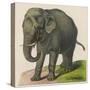 An Indian Elephant-null-Stretched Canvas