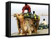 An Indian Farmer Loads His Camel with Watermelons on the Bank of the River Ganges-null-Framed Stretched Canvas