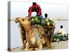 An Indian Farmer Loads His Camel with Watermelons on the Bank of the River Ganges-null-Stretched Canvas