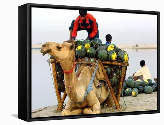 An Indian Farmer Loads His Camel with Watermelons on the Bank of the River Ganges-null-Framed Stretched Canvas