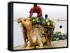 An Indian Farmer Loads His Camel with Watermelons on the Bank of the River Ganges-null-Framed Stretched Canvas