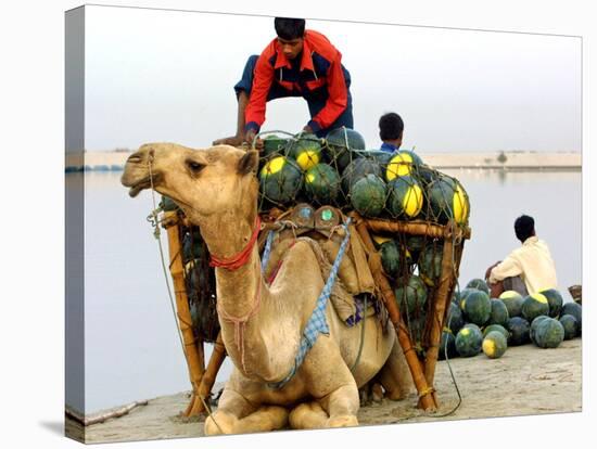 An Indian Farmer Loads His Camel with Watermelons on the Bank of the River Ganges-null-Stretched Canvas