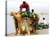 An Indian Farmer Loads His Camel with Watermelons on the Bank of the River Ganges-null-Stretched Canvas