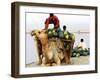 An Indian Farmer Loads His Camel with Watermelons on the Bank of the River Ganges-null-Framed Photographic Print