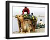 An Indian Farmer Loads His Camel with Watermelons on the Bank of the River Ganges-null-Framed Photographic Print