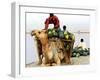 An Indian Farmer Loads His Camel with Watermelons on the Bank of the River Ganges-null-Framed Photographic Print