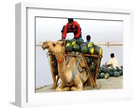 An Indian Farmer Loads His Camel with Watermelons on the Bank of the River Ganges-null-Framed Photographic Print