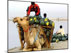 An Indian Farmer Loads His Camel with Watermelons on the Bank of the River Ganges-null-Mounted Photographic Print