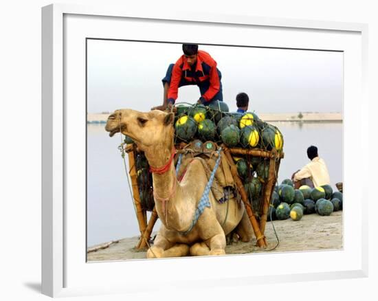 An Indian Farmer Loads His Camel with Watermelons on the Bank of the River Ganges-null-Framed Photographic Print