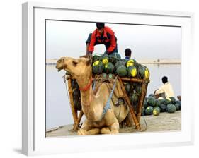 An Indian Farmer Loads His Camel with Watermelons on the Bank of the River Ganges-null-Framed Photographic Print