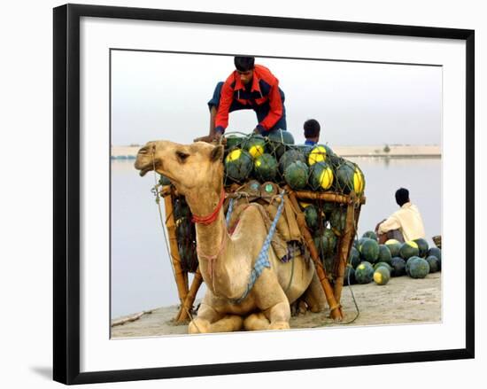 An Indian Farmer Loads His Camel with Watermelons on the Bank of the River Ganges-null-Framed Photographic Print