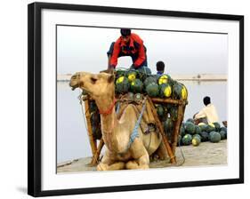 An Indian Farmer Loads His Camel with Watermelons on the Bank of the River Ganges-null-Framed Photographic Print