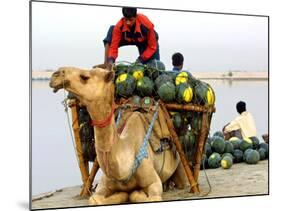 An Indian Farmer Loads His Camel with Watermelons on the Bank of the River Ganges-null-Mounted Photographic Print