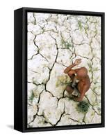 An Indian Farmer Sits in His Dried up Field in Hanumanganj, India-null-Framed Stretched Canvas
