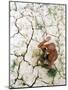 An Indian Farmer Sits in His Dried up Field in Hanumanganj, India-null-Mounted Photographic Print