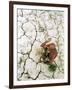 An Indian Farmer Sits in His Dried up Field in Hanumanganj, India-null-Framed Photographic Print