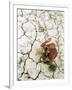 An Indian Farmer Sits in His Dried up Field in Hanumanganj, India-null-Framed Photographic Print