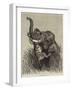 An Indian Hunting Trophy-null-Framed Giclee Print