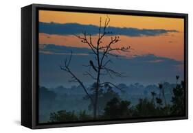 An Indian Peacock in a Tree at Sunrise-Alex Saberi-Framed Stretched Canvas