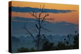 An Indian Peacock in a Tree at Sunrise-Alex Saberi-Stretched Canvas