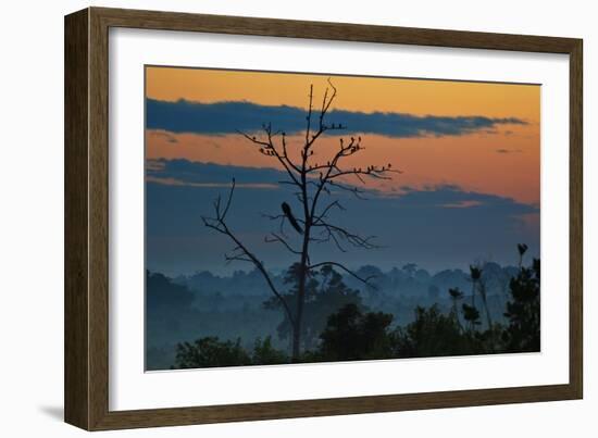 An Indian Peacock in a Tree at Sunrise-Alex Saberi-Framed Photographic Print