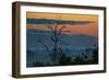 An Indian Peacock in a Tree at Sunrise-Alex Saberi-Framed Photographic Print