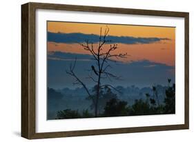 An Indian Peacock in a Tree at Sunrise-Alex Saberi-Framed Photographic Print