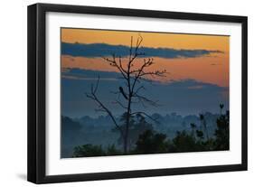 An Indian Peacock in a Tree at Sunrise-Alex Saberi-Framed Photographic Print