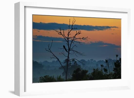 An Indian Peacock in a Tree at Sunrise-Alex Saberi-Framed Photographic Print