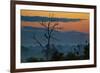 An Indian Peacock in a Tree at Sunrise-Alex Saberi-Framed Photographic Print