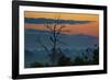 An Indian Peacock in a Tree at Sunrise-Alex Saberi-Framed Photographic Print