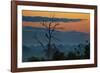 An Indian Peacock in a Tree at Sunrise-Alex Saberi-Framed Photographic Print