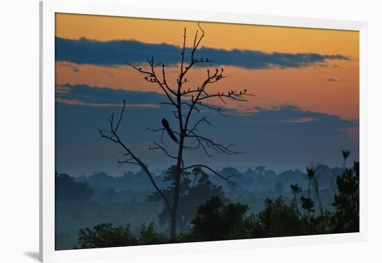 An Indian Peacock in a Tree at Sunrise-Alex Saberi-Framed Photographic Print