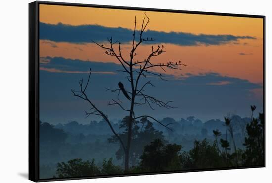 An Indian Peacock in a Tree at Sunrise-Alex Saberi-Framed Stretched Canvas