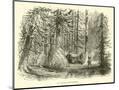 Wood Mount
