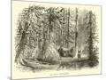 Wood Mount