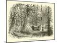 Wood Mount