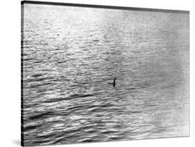 An Infamous Image of the Loch Ness Monster-null-Stretched Canvas