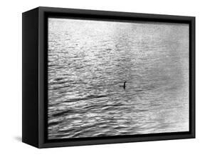 An Infamous Image of the Loch Ness Monster-null-Framed Stretched Canvas