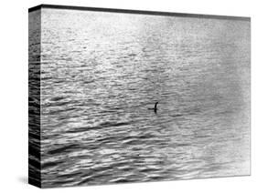 An Infamous Image of the Loch Ness Monster-null-Stretched Canvas